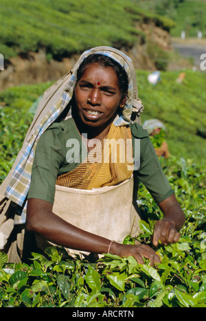 Donna raccolta tè, vicino a Munnar, i Ghati Occidentali, Kerala, India Foto Stock