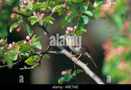 La Siepe Sparrow o Dunnock Prunella modularis Foto Stock