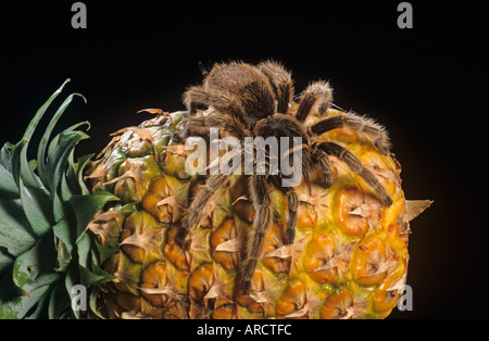 Red impastare Tarantola Tarantola bracypelma smithi sull' importazione di ananas Foto Stock