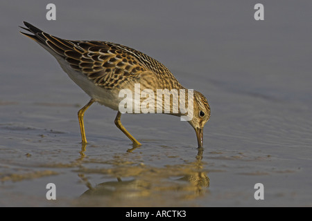 Pectoral Sandpiper (Calidris melanotos) capretti, approfondimento nel fango, Cambridgeshire, England, Regno Unito, ottobre Foto Stock