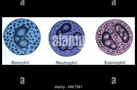 Una illustrazione di un, basofili e neutrofili, eosinofili tre tipo di globuli bianchi o leucociti Foto Stock