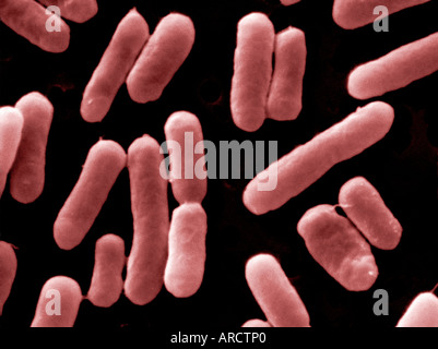 Una micrografia elettronica a scansione della Salmonella typhimurium DT 104. Foto Stock