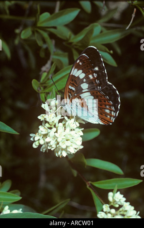 White Admiral Ladoga camilla Foto Stock