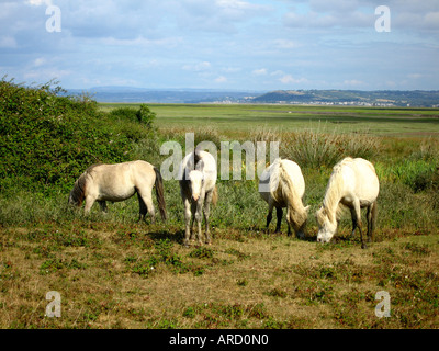 Cavalli selvaggi Landimore Marsh Whitford Burrows Gower Galles del Sud Foto Stock