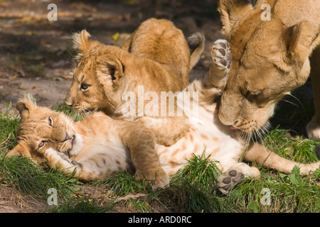 Due 14 settimane bambino maschio Lions (panthera leo) giocando in Muenster zoo, guardati da loro madre Foto Stock