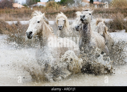 Camargue Cavalli bianchi (stalloni) carica attraverso l acqua, la Camargue, la Provenza, Francia Foto Stock