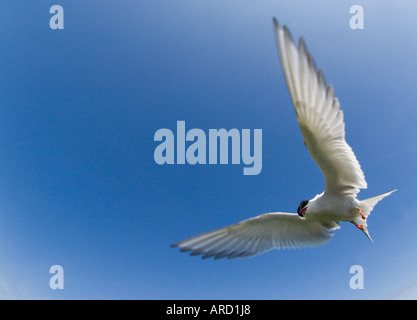 Arctic Tern, Sterna paradisaea, interno farne, farne Islands, Northumberland, Regno Unito estate Foto Stock