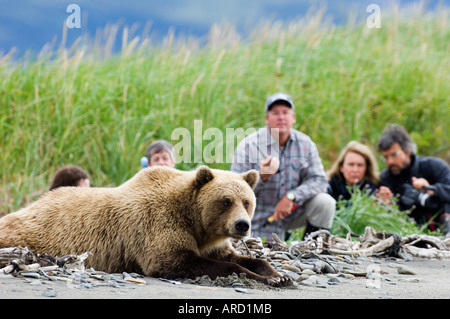 Orso bruno, Ursos arctos con turisti in cerca su, Katmai, Alaska, STATI UNITI D'AMERICA Foto Stock