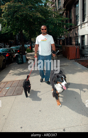 African American uomo cammina un Burmerse il cane da montagna R e un barboncino L sulle strade dell'Upper West Side di New York Foto Stock
