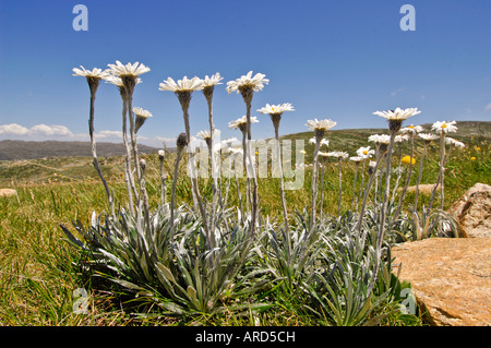 Argento margherite neve Celmisia asteliifolia montagne innevate del Nuovo Galles del Sud Australia Foto Stock