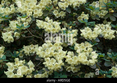 Rhododendron specia Wardii in Edinburgh Giardino Botanico Foto Stock