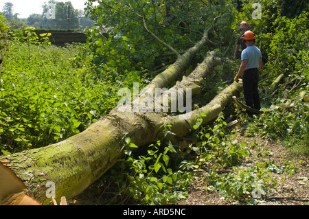 Abbattimento degli alberi del giardino per cancellare un singolo alloggiamento plot per la costruzione da parte di un vecchio giardino in Scottish Borders Regno Unito Foto Stock