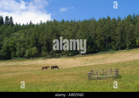 I cavalli pascolano a Bowhill sede della Casa del Duca di Buccleuch vicino a Selkirk in Scottish Borders Regno Unito Foto Stock