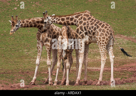 Rothschild giraffe Giraffa camelopardalis rothschildi pelle captive nativa per l Africa orientale Foto Stock