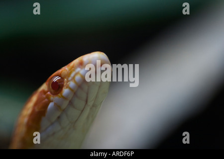 Mais amelanistic snake Foto Stock