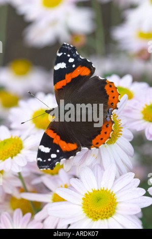 Red Admiral farfalla sui fiori Foto Stock