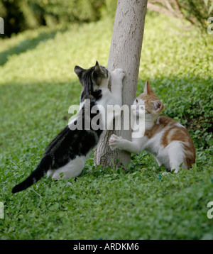 Simpatici gattini selvatici artigli di affilatura Foto Stock