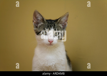 Carino gattino selvatici Foto Stock