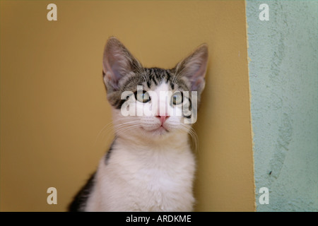 Gattino Foto Stock