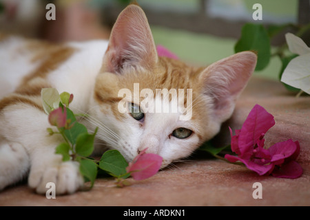 Gattino di Veglia Foto Stock