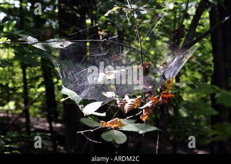 Web Spider Foto Stock