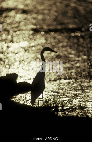 Intermedia Egretta garzetta intermedia silhouette permanente di riflessione di luce sull'acqua Foto Stock