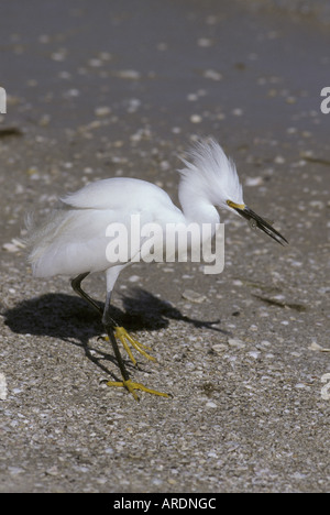 Nevoso Egretta garzetta thuja con gamberetti Florida Foto Stock