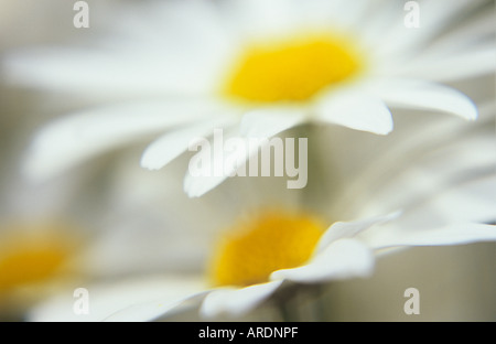 Impressionistica close up dal lato di tre flowerheads di Oxeye daisy o Leucanthemum vulgare Foto Stock