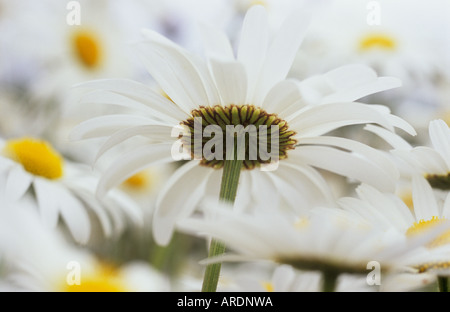 Chiudere fino dal di sotto della flowerhead di Oxeye daisy o Leucanthemum vulgare circondato da masse di altri Foto Stock