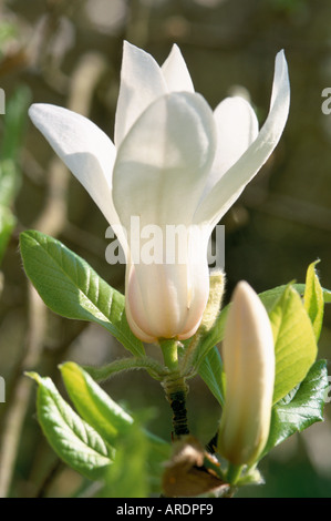 Magnolia kobus var borealis Foto Stock