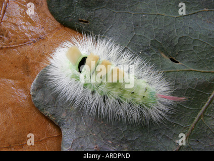 Caterpillar di Pale Tussock moth (Calliteara pudibunda) Foto Stock