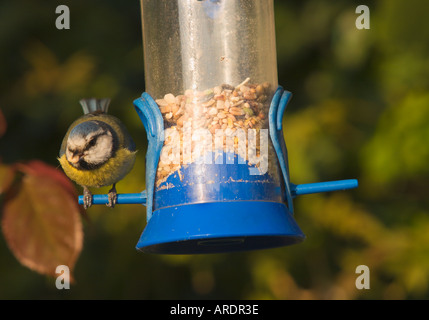 Bluetit comune Parus caeruleus su un tubo di plastica bird feeder circa a volare con un seme nel suo becco in un giardino inglese Foto Stock