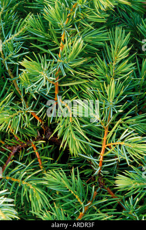 Juniperus conferta Foto Stock