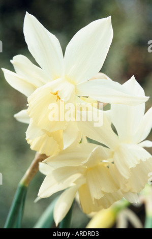 Narcissus Thalia Foto Stock