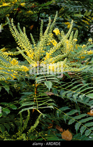 Mahonia x media della carità Foto Stock