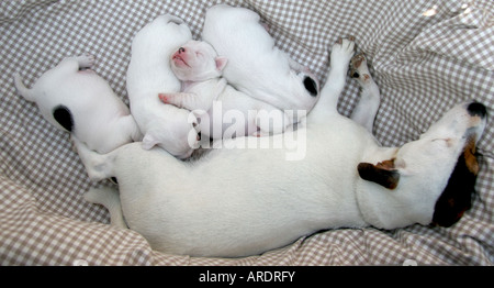 Jack Russell e madre di cuccioli addormentati nei loro carrello Foto Stock