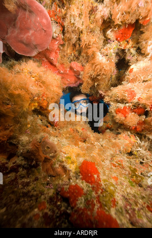 Donna subacqueo e spugna incrostante a Chankanaab divesite Cozumel Messico Foto Stock