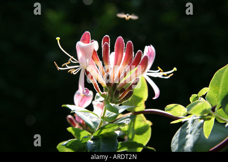 Hoverfly in bilico sopra caprifoglio in fiore Foto Stock