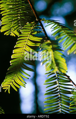 Metasequoia glyptostroboides Dawn Redwood Foto Stock