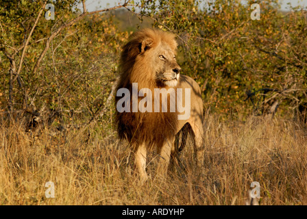 Maschio di leone in Africa il pattugliamento del suo territorio Foto Stock