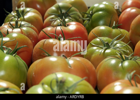 Verde, pomodori, pomodoro mature, maturazione, cambiando colore, raccolto, sun maturi, Foto Stock