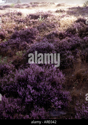 Hoge Veluwe, Heidelandschaft, Foto Stock