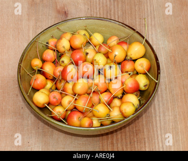 Malus Professor Sprenger ha piccoli frutti di colore arancione che può essere utilizzato per rendere crab apple jelly o a sinistra per gli uccelli Foto Stock