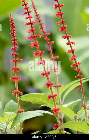La Salvia confertifolia aggiunge il calore tropicale a un confine di estate Foto Stock