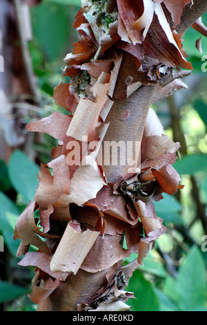 Acer griseum the paperbark maple Foto Stock