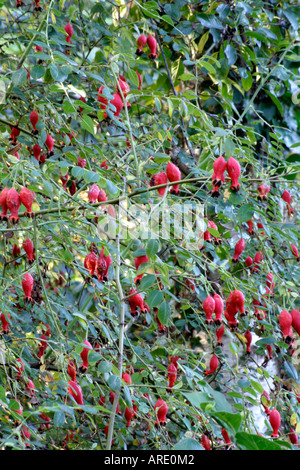 Rosa moyesii Geranium ha colore rosso arancio fiori a inizio estate seguita da lunga durata a forma di pallone hips Foto Stock