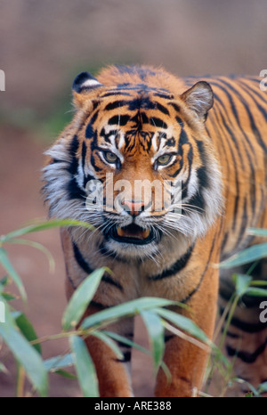 La tigre di Sumatra Growling-Captive oggetto Foto Stock