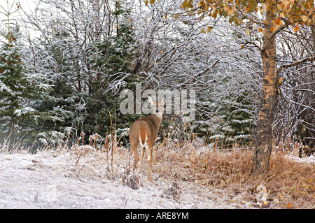 Un culbianco doe deer pause per guardare indietro a suo modo attraverso una fresca caduta neve d'autunno Foto Stock
