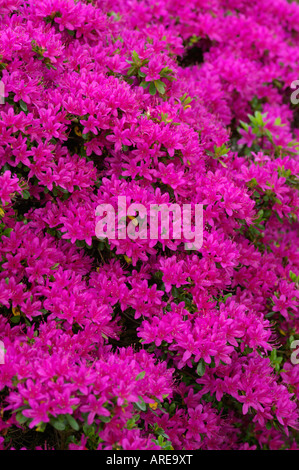 RHODODENDRON HATSUGIRI AZALEA Foto Stock