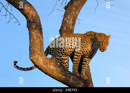 Maschio di Leopard Sud Africa Timbavati Kruger National Park Foto Stock